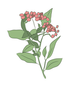 植物的彩色图像, 矢量, 白色背景