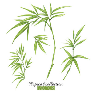 用竹子绘制的美丽手绘植物矢量插图