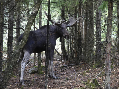 在瑞典的自然栖息地欧亚麋鹿