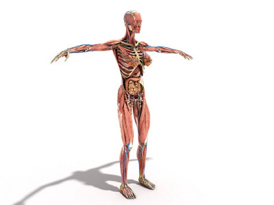 女性身体解剖学为书 3d ilustration 在白色