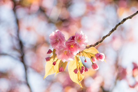 春季粉红色樱花