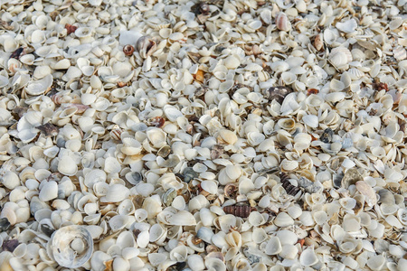 大量的贝壳 海星和蝴蝶在沙滩上。充满异国情调的概念。夏日海滩