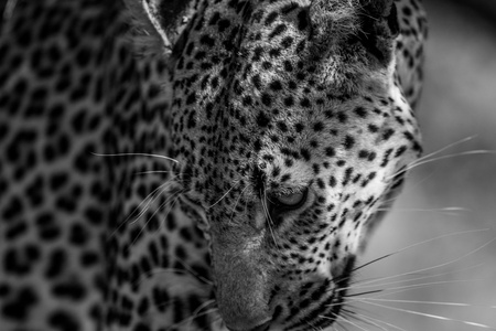 豹子在黑色和白色的克鲁格国家公园
