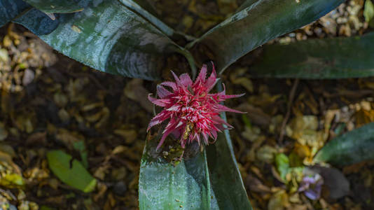 Bromeliad 凤梨 或蜻蜓凤梨 fasciata 花, 热带植物