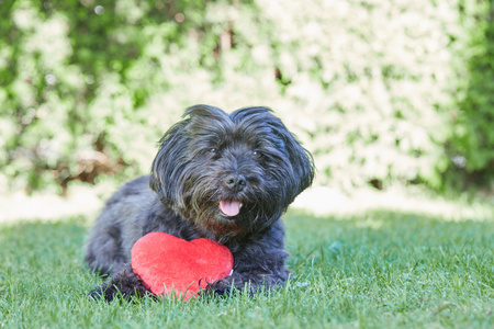 黑色的犬种去年成为狗与红色心脏的情人节那天