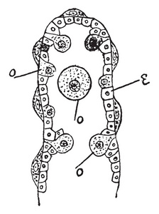 例证显示海海胆的卵巢的部分的图。通过收缩来显示由生殖上皮引起的卵。也显示不同的成长阶段, 复古线画或雕刻插图