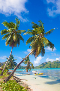 在美丽的泻湖在普拉兰岛，塞舌尔群岛的棕榈树