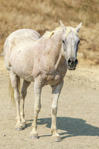在夏天的日子里, 在马山上站立的弯或斑点马保持。磨房谷, 马林县, 加利福尼亚, 美国