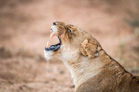 母狮打哈欠的克鲁格国家公园