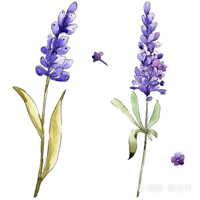 水彩紫色的薰衣草花.花卉植物花.独立的插图元素.背景