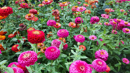 五颜六色的 gerbeara 雏菊在花园开花, 形象