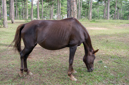 野生马和 ponys 生活在草原草原, 在 Suoivang 湖, 越南。还没有纯种马, 生活在高原1500m 的野马。这是荒野