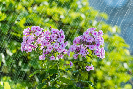 夏天的雨和福禄考