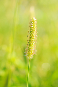 长满草的春天或夏天背景