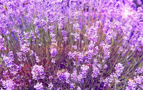 淡紫色的薰衣草花自然夏天领域背景