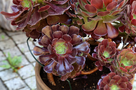 多汁的 echeveria 的特写镜头。微距摄影的本质