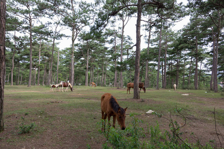 野生马和 ponys 生活在草原草原, 在 Suoivang 湖, 越南。还没有纯种马, 生活在高原1500m 的野马。这是荒野