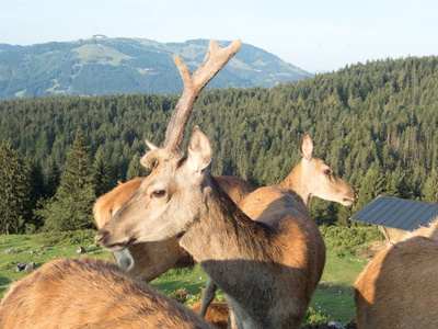 阿尔卑斯山农场的一只家养的鹿图片
