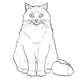 英国人高贵的猫男骑自行车, 摩托车动物。用于