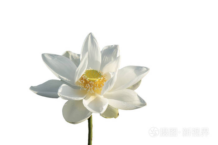 鲜白色荷叶花花瓣在白色背景下分离.美丽的白色莲花的