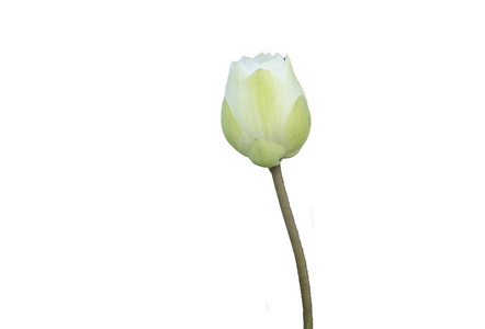 鲜白色荷叶花花瓣在白色背景下分离。美丽的白色莲花的密切焦点被隔绝的绽放与拷贝空间为文本或广告在白色背景