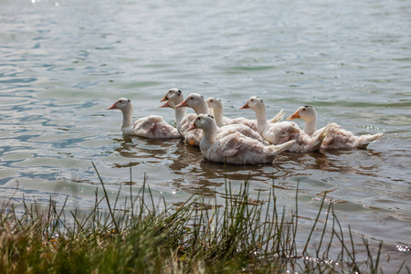 白鸭子, 鹅在岸上, 湖, 水
