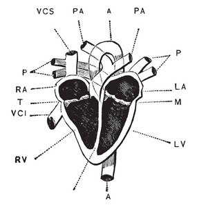 这张图代表心脏的内部, 复古线图画或雕刻例证