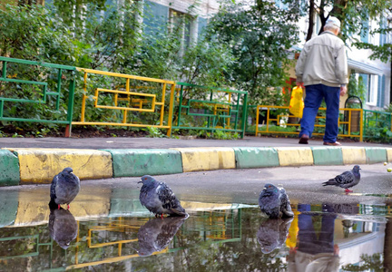 人行道上的水坑, 沐浴的鸽子