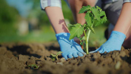 一个女农夫把西红柿苗放在地里。小心地捣着幼苗周围的土壤