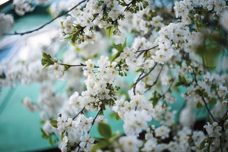 春天花园里的花朵