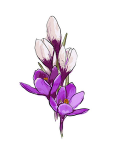 一束紫色和白色的番红花在白色 backgroundspring 的花朵上。手绘矢量图