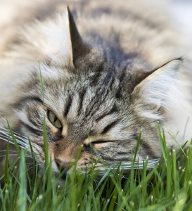 可爱的长毛猫的牲畜在一个花园里, 西伯利亚纯种宠物