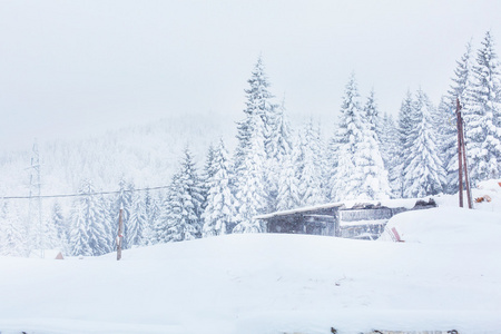 雪覆盖树木，农村冬天背景