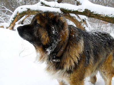 高加索牧羊犬在雪地上关闭