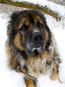 高加索牧羊犬在雪地上关闭