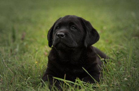 可爱的黑色小狗拉布拉多分离上的绿草背景
