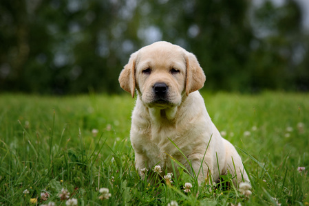 可爱的黄色小狗拉布拉多分离上的绿草背景