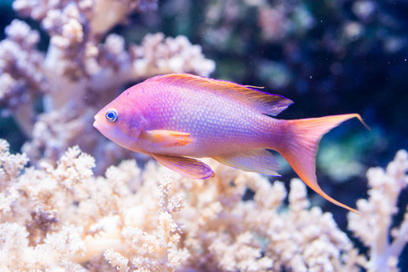 鱼 Pseudanthias squamipinnis海歌蒂, saltwter