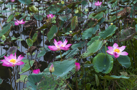 粉红色莲花