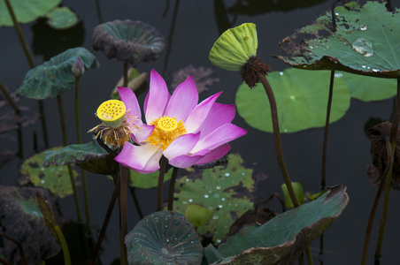 粉红色莲花