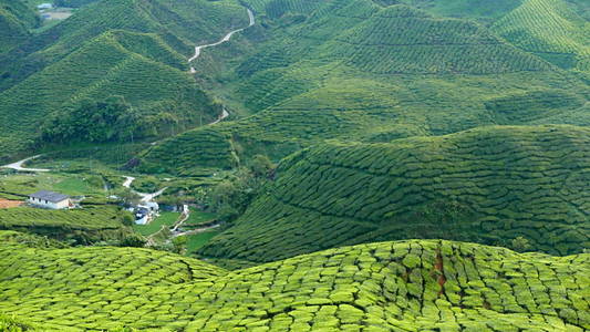 金马伦高原茶园景观的壮丽景色马来西亚. 自然或农业的背景或背景