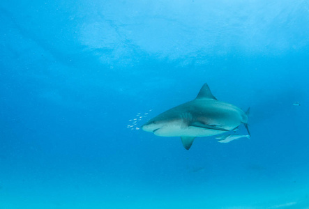 图片显示在巴哈马的公牛鲨鱼