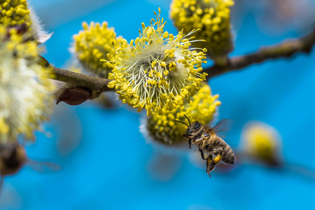 一只辛勤工作的欧洲蜜蜂在春天授粉一朵黄花。在飞行时被抓住了。具有浅景深和模糊蓝色背景的美丽宏镜头