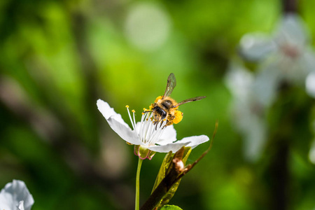 一只辛勤工作的欧洲蜜蜂在春天授粉花朵。你可以看到腿上的大花粉篮 河。美丽的宏观镜头与浅景深, 模糊的绿色背景
