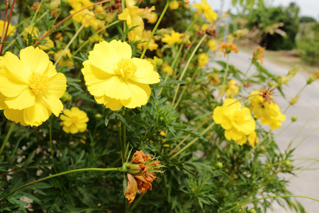 新鲜的黄色花朵在花园里