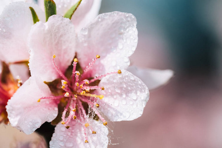 一个美丽的盛开的树在春天的细节。漂亮的粉红色花, 小雨滴。带浅景深的宏镜头