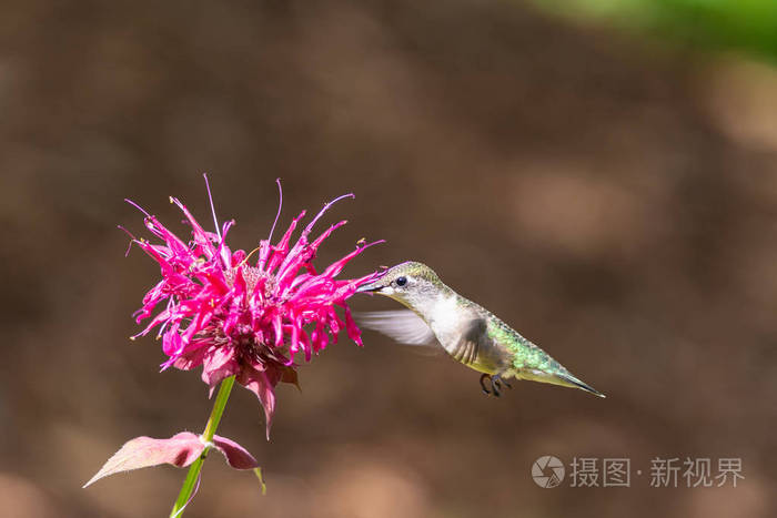 一只红宝石喉蜂鸟在从蜜蜂的香薰花中觅食时盘旋