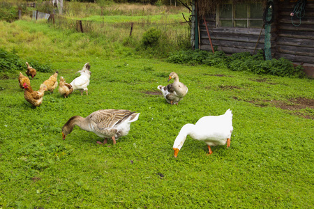 农业概念。夏天, 鹅在农场里吃草。绿草背景