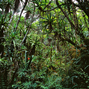 在刚果丛林图片