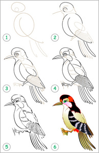 页显示如何一步一步一步学会画一只啄木鸟